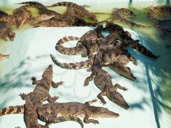 many young crocodiles on Crocodile Farm outdoors