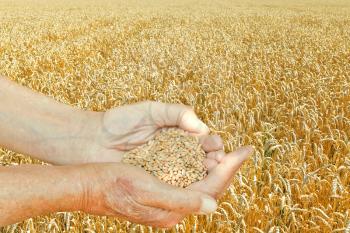 male hands hold handful with seeds on wheat field background