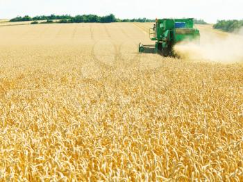 harvesting yellow wheat in caucasus region in summer day