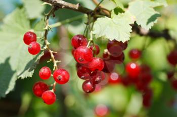red currant berries close under green leaves in garden in summer day