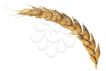 dried ear of ripe wheat isolated on white background