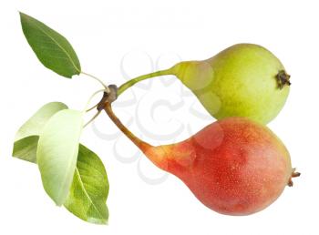 two ripe pear fruits isolated on white background