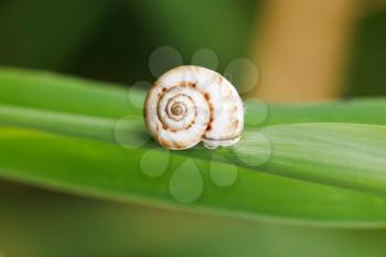 little snail on cane leaf close up