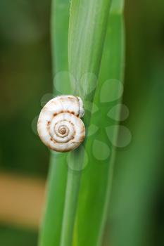 little snail on reed leaf close up