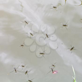 Adult water striders on lake surface in summer