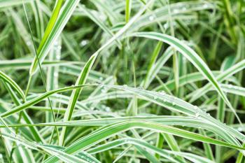wet green blades of carex morrowii japonica decorative grass after rain