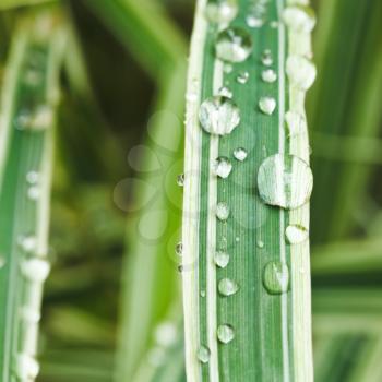 rain drops on green blades of carex morrowii japonica close up