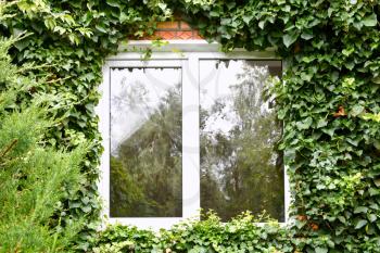 green ivy around new plastic window in country house