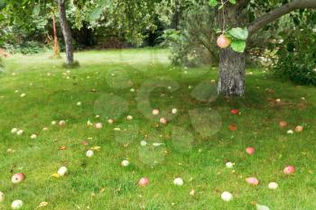 ripe apples lie on green lawn under apple tree in summer