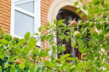 apple tree branch with ripe fruit in front of new country house
