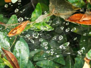 rain drops on cobweb between boxwood leaves after rain