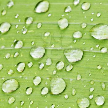 rain drops on green blade of iris plant close up after rain