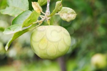 yellow apple on green sprig close up in fruit garden