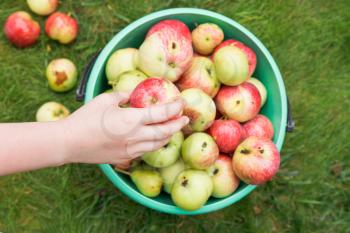 girl collects ripe apples in bucket in fruit orchard in summer day