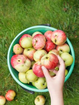 girl collects ripe apples in bucket in fruit garden in summer day