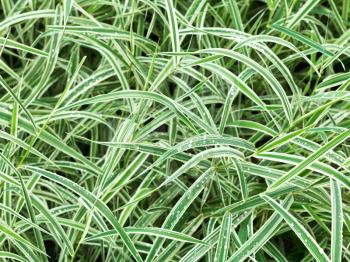 natural background from wet green leaves of carex morrowii variegata decorative grass after rain
