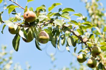 branch with ripe pears in orchard in summer day