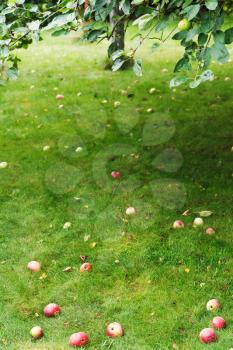 fallen ripe apples lie on green grass under apple tree in summer day