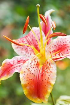 head of bloom pink tiger lily close up outdoors