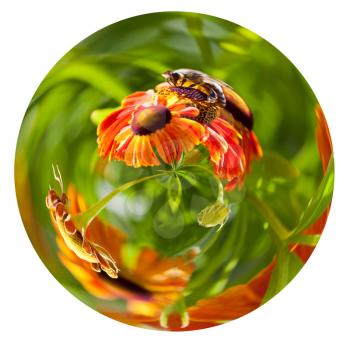 little planet - spherical view of honey bee collecting nectar from gaillardia flower in summer day isolated on white background