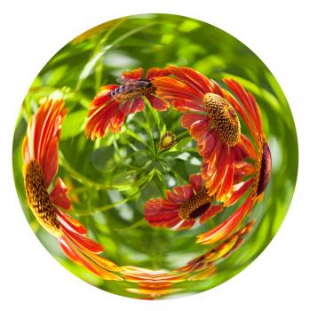 little planet - spherical view of bee sipping nectar from red gaillardia flower in summer day isolated on white background