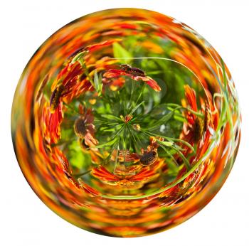 little planet - spherical view of decorative gaillardia flowers in summer garden isolated on white background