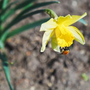 honey bee collects nectar from narcissus flower in spring day