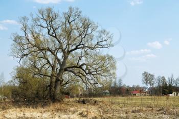 russian rural landscape with old oak and village in spring