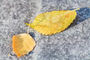 first frosts and fallen birch leaves on pavement in autumn