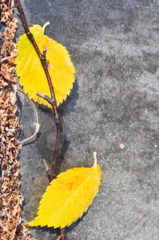 frosts and fallen yellow leaves on pavement in autumn