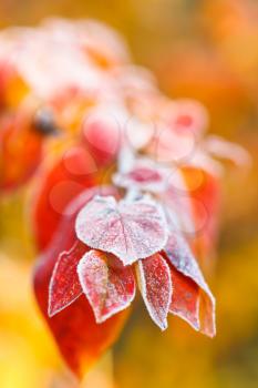 frost on red leaves close up in autumn forest