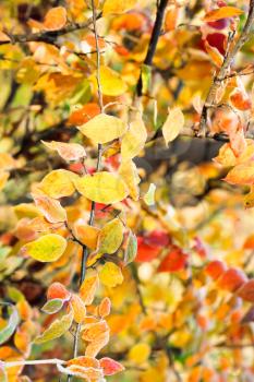 frozen yellow, red, orange leaves in sunny autumn day