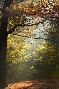 sun light lits glade in autumn forest in sunny day