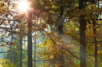 sun light through leafage in autumn forest