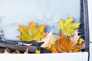 frost on fallen yellow maple leaves on car hood in autumn