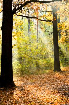 sun lit glade in autumn forest in sunny day