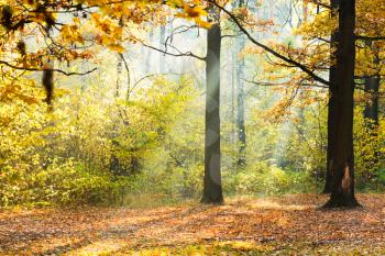 sunlight lit glade in autumn forest in sunny day