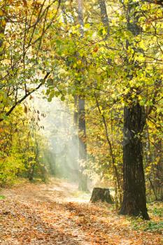 sunbeams lit footpath in yellow autumn forest