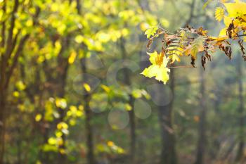 twig and leaf fall in forest in sunny autumn day