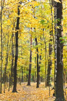 footpath in yellow forest in autumn day