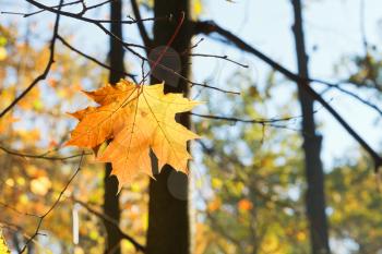 fallen maple leaf on branch in autumn forest
