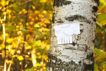 tear-off paper notice on birch trunk in autumn urban park