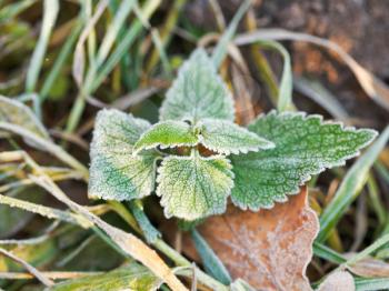 frost on green leaves of nettle in autumn forest
