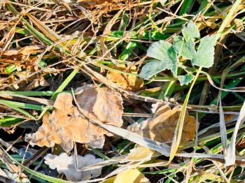 first frost on leaf litter in autumn forest