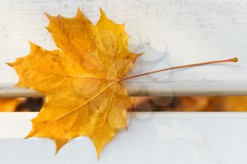 one yellow maple leaf on bench in autumn
