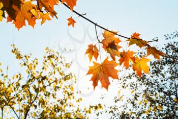 sunshine and twig with yellow and orange maple leaves in autumn morning