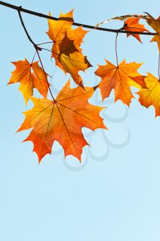 twig with yellow and orange leaves on blue sky background
