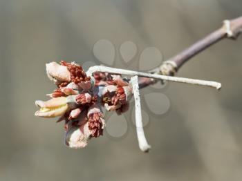 bud on apple tree branch in spring day close up