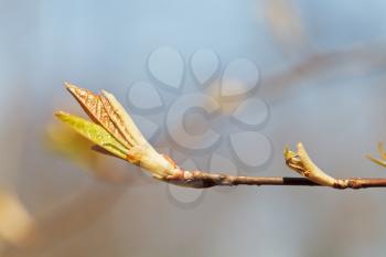 young leaves on branch in spring day close up