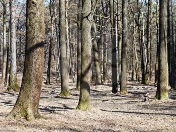 naked trees in oak grove in early spring day